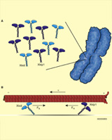 brouhard-2010-CurrentBiol